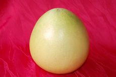 Honig-Pomelo_1.JPG